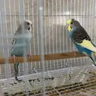 زوج بادجي منتج بفروخه
