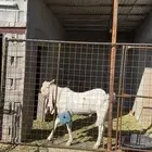 فحل بنجابي طيب صنف الصنف