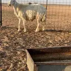 فحل حري