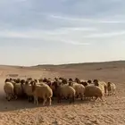 رخال نعيم للبيع