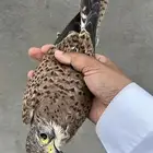 موجود شبوط العدد 2 السعر للواحد 85