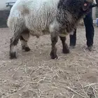 فحل نعيمي