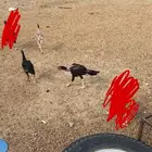 فروخ دجاج باكستاني سندي