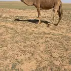 خفوت