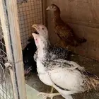 فروخ دجاج باكستاني