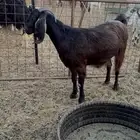 للبيع جفرات قبرصي بيور