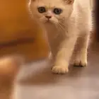 قط ذكر برتش شورت هير للبيع