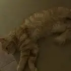 قطة للتبني