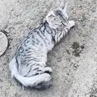 قط ضائع للتبني