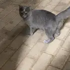 قطه بيت بحديقه الكنه