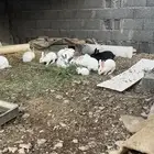 للبيع ارانب صغير وسط كبير