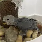 موجود فروخ روز