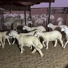 طليان 6 و5 رخال الموقع شرق دوقه