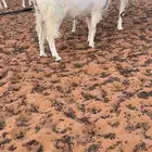 معزا حصيب قريب ولاده صنف