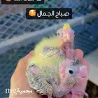 فروخ كروان تم البيع خارج الموقع