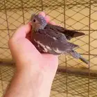 فروخ ببغا كروان