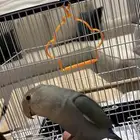 ببغاء روز اليف