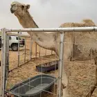 قعود حق