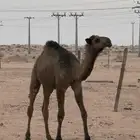 حاشي عمره 7 شهور