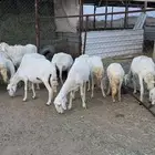 غنم دفيع للبيع حصيب بفحلها