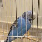 ببغاء متكلم النوع البادجي