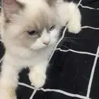 قطه راغدول جميله جدا  ونظيفه ومتعوده ع اللتر بوكس