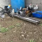 دجاج مشكل. فيومي. بلدي