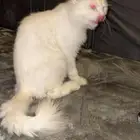 قط ذكر 8 شهور للتبني )