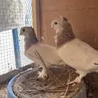 حمام حب رمان