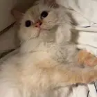 قطة تبني