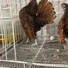 سبرايت امريكي