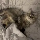 قطه لتبني (برسوم)