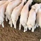 بهم تربيه رقم 1