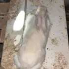 ارانب للبيع