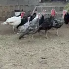 فروخ رومي