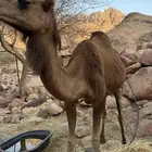 ناقه للبيع