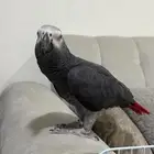 كاسكو هولندي
