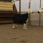 شياه نجد منوه القناي