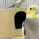 بيغاء الكراون ذكر انثى