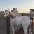مهر شعبي للبيع