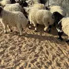 ذبايح نعيمي حري نجدي تيوس