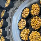 خلاص تمر فاخر توصيل اي مكان