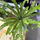 نباتات داخليه