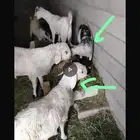 بيع طلي وتيس لاضحية العيد الاضحى