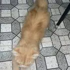 قطوه عمرها ثلاث سنين