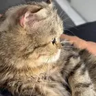 قطة للتبني سكوتش