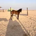 مهره الدوادمي