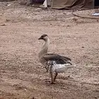 وز بلدي و عراقي