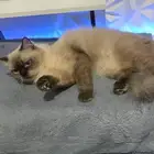 قطط للتبني