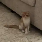 بسه ذكر مكس سكوتش العمر ثلاث شهور